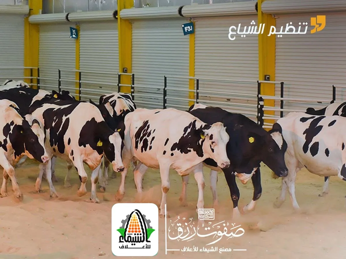 قطيع أبقار داخل حظيرة منظمة
