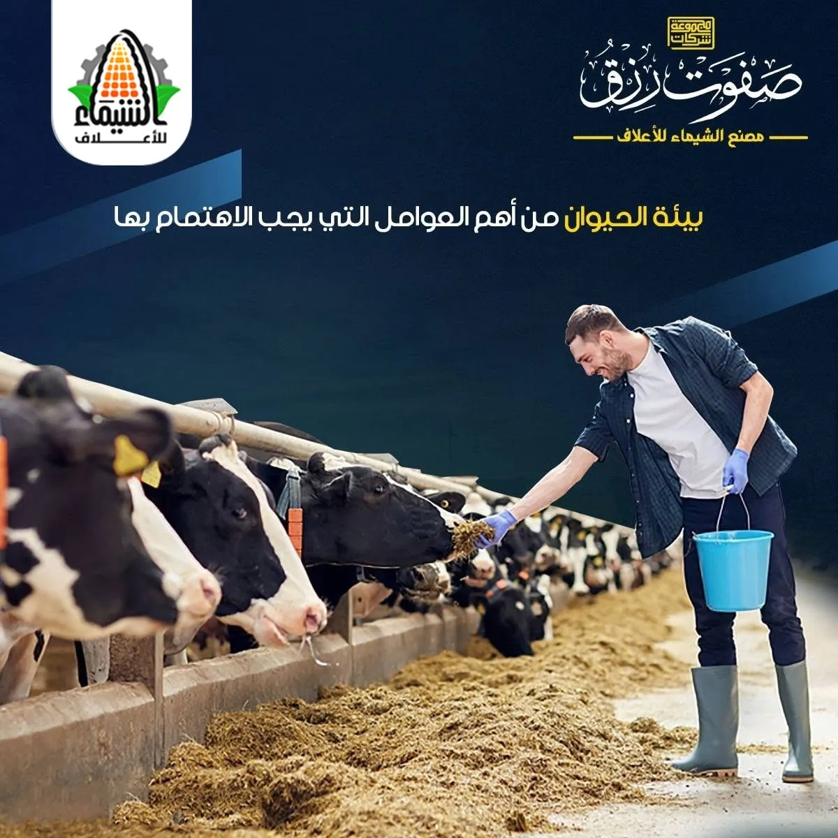 تقديم العلف للقطيع
